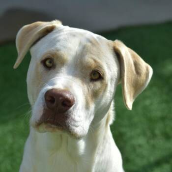 Mixed Breed Dogs Available for Adoption in Ottawa, Kansas - Frosty | PetCurious