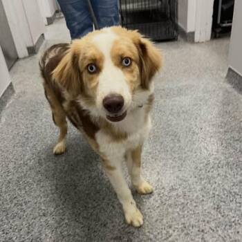 Mixed Breed Dogs Available for Adoption in Jeffersonville, Indiana - Yahtzee | PetCurious