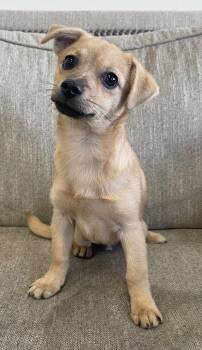 Mixed Breed Dogs Available for Adoption in Thousand Oaks, California - Clark | PetCurious