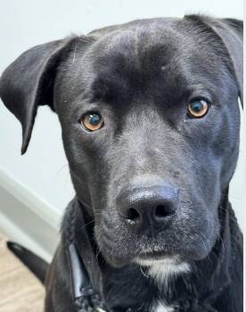 Black Labrador Retriever and Chocolate Labrador Retriever Dogs Available for Adoption in Andover, Massachusetts - Arnold | PetCurious