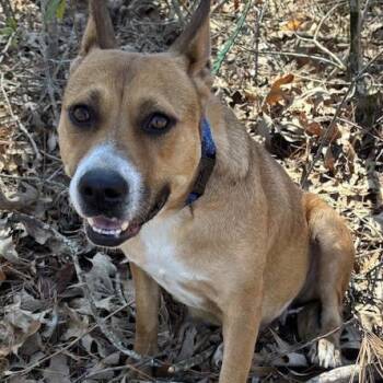 Basenji Dogs Available for Adoption in Andover, Massachusetts - China | PetCurious