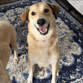 Yellow Labrador Retriever and Anatolian Shepherd Dogs Available for Adoption - Birdie | PetCurious