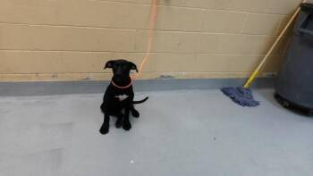WINSTON -  Labrador Retriever and Mixed Breed Dog for Adoption in Tulsa, Oklahoma - WINSTON | PetCurious