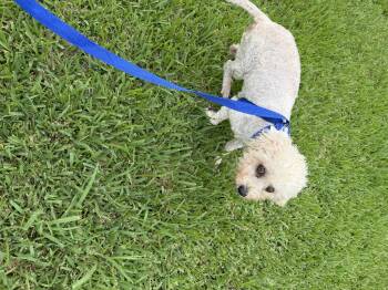 Proncess -  Maltipoo Dog for Adoption in Louise, Texas - Proncess | PetCurious