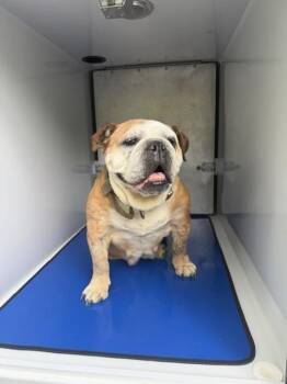 PERFECT PUDDIN POP -  English Bulldog Dog for Adoption in Derwood, Maryland - PERFECT PUDDIN POP | PetCurious