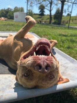 Rescue Pit Bull Terrier Dogs for Adoption in Fayetteville, Arkansas - Bean | PetCurious