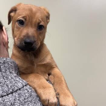 Mixed Breed Dogs Available for Adoption - Millie | PetCurious