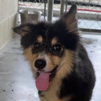 Cali -  Border Collie Dog for Adoption in Bronson, Florida - Cali | PetCurious