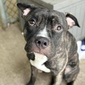 Pit Bull Terrier Dogs Available for Adoption - Duncan ~ Coming Soon!!! | PetCurious