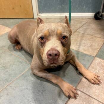 Rescue Mixed Breed Dogs for Adoption in Chattanooga, Tennessee - Clarice | PetCurious