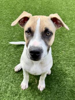 Black Mouth Cur and American Staffordshire Terrier Dogs Available for Adoption - Wyatt | PetCurious