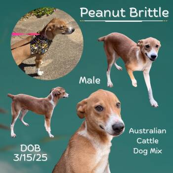 Rescue Australian Cattle Dog Blue Heeler Dogs for Adoption in Caldwell, Texas - Peanut Brittle | PetCurious