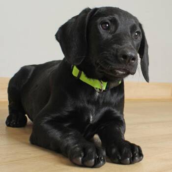 Darcy D69760 -  Cocker Spaniel and Black Labrador Retriever Dog for Adoption in Minnetonka, Minnesota - Darcy D69760 | PetCurious