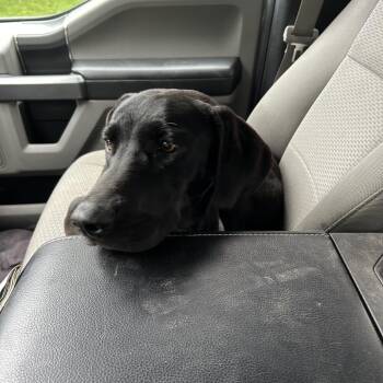 FOUND WASIOJA -  Black Labrador Retriever Dog for Adoption in Rochester, Minnesota - FOUND WASIOJA | PetCurious