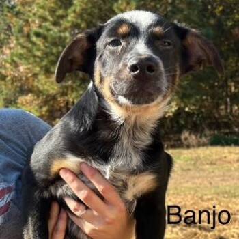 Rescue Australian Cattle Dog Blue Heeler Dogs for Adoption in Little Rock, Arkansas - Banjo | PetCurious