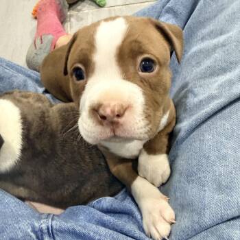 American Bully Dogs Available for Adoption in Copiague, New York - Chanel | PetCurious