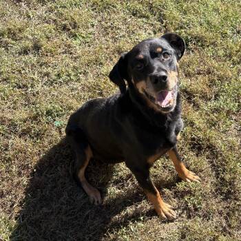 Elisa -  Rottweiler Dog for Adoption in Bardstown, Kentucky - Elisa | PetCurious