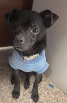 Chihuahua and Mixed Breed Dogs Available for Adoption - Spooky | PetCurious