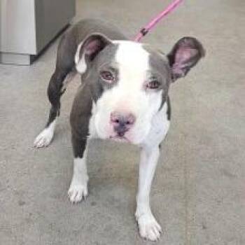 Luna -  Mixed Breed Dog for Adoption in Las Cruces, New Mexico - Luna | PetCurious