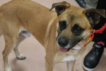 SURFER -  Mixed Breed Dog for Adoption in Columbia, South Carolina - SURFER | PetCurious