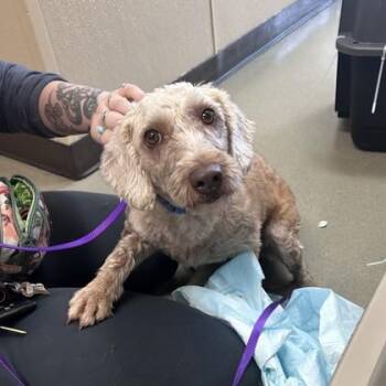 Isabella -  Poodle and Mixed Breed Dog for Adoption in Merriam, Kansas - Isabella | PetCurious
