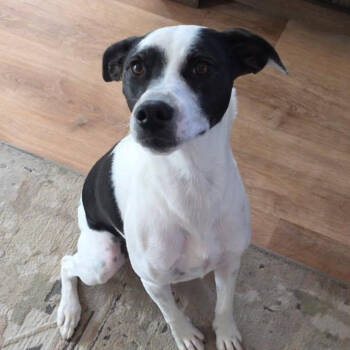 Rescue Cattle Dog Dogs for Adoption in Grand Junction, Colorado - Lucy | PetCurious