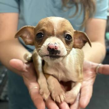 Button -  Chihuahua Dog for Adoption in Enfield, New Hampshire - Button | PetCurious