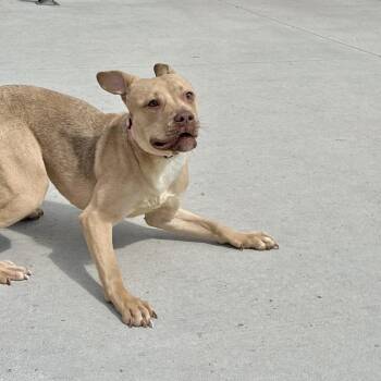 Mixed Breed Dogs Available for Adoption in Matteson, Illinois - Eowyn | PetCurious