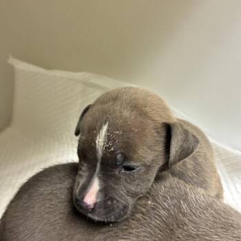 Tilly -  Pit Bull Terrier Dog for Adoption in Harrisonburg, Virginia - Tilly | PetCurious
