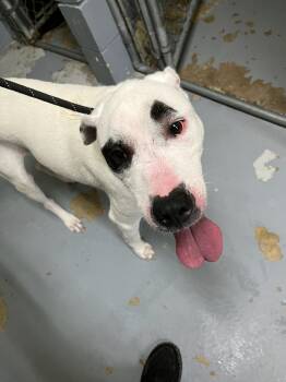 Rescue Mixed Breed Dogs for Adoption in Kingsland, Georgia - Peeps | PetCurious