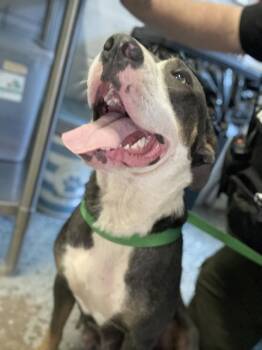 Pit Bull Terrier Dogs Available for Adoption in Mobile, Alabama - Kora | PetCurious