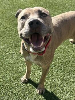 Rescue American Bulldog and Mixed Breed Dogs for Adoption in Valley View, Ohio - Crimson Delight | PetCurious