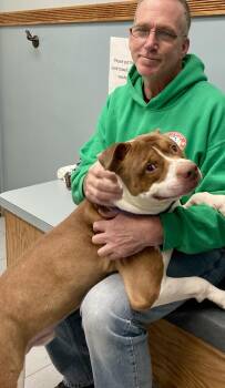 Rescue Bulldog Dogs for Adoption in Buffalo, New York - Dillamand | PetCurious