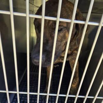 Jace -  Plott Hound Dog for Adoption in Bristol, Indiana - Jace | PetCurious