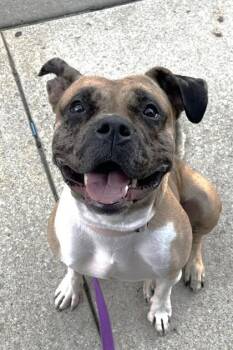 Snookie -  Pit Bull Terrier and Mixed Breed Dog for Adoption in Kansas City, Missouri - Snookie | PetCurious