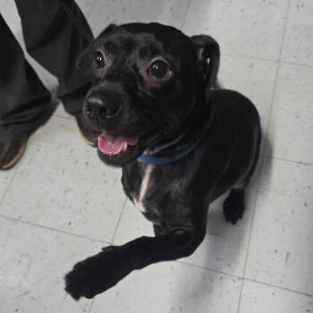 BellaDonna -  Black Labrador Retriever and Mixed Breed Dog for Adoption in Marble, North Carolina - BellaDonna | PetCurious