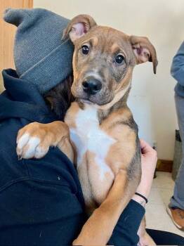 Shepherd and Pit Bull Terrier Dogs Available for Adoption - Piccolo | PetCurious