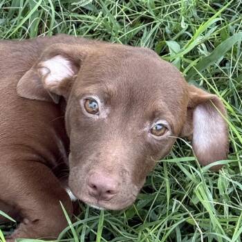 Dachshund and Terrier Dogs Available for Adoption in Brenham, Texas - Trooper | PetCurious
