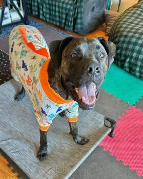 Mr. Adam -  Mixed Breed Dog for Adoption in Cincinnati, Ohio - Mr. Adam | PetCurious