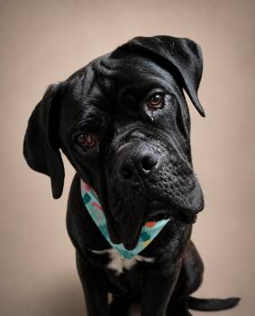 Zara -  Cane Corso Dog for Adoption in Chuckey, Tennessee - Zara | PetCurious