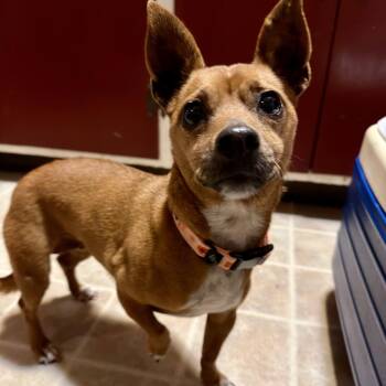 Chihuahua Dogs Available for Adoption - Clove | PetCurious