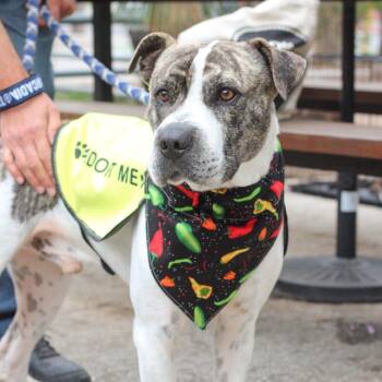 Shar Pei and American Staffordshire Terrier Dogs Available for Adoption in San Antonio, Texas - Bruno | PetCurious