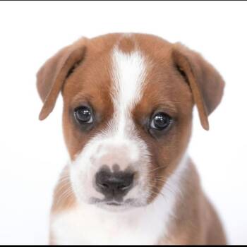 Marshall *Arriving 10/24* D12756 -  Border Collie and Australian Shepherd Dog for Adoption - Marshall *Arriving 10/24* D12756 | PetCurious