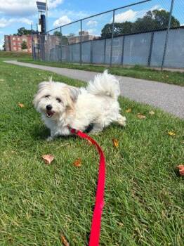 Ryu -  Mixed Breed and Maltese Dog for Adoption in Lowell, Massachusetts - Ryu | PetCurious