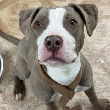Latte -  Pit Bull Terrier Dog for Adoption in Worcester, Massachusetts - Latte | PetCurious