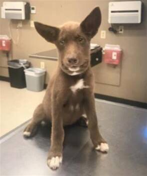 BUMBLE -  Australian Cattle Dog Blue Heeler Dog for Adoption in Conroe, Texas - BUMBLE | PetCurious