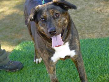 Rescue Plott Hound and German Shepherd Dog Dogs for Adoption in Tallahassee, Florida - BETSY | PetCurious