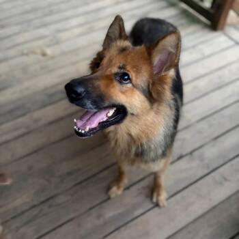 Noelle -  Shepherd Dog for Adoption in Parrish, Alabama - Noelle | PetCurious