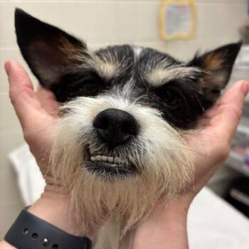 Mixed Breed Dogs Available for Adoption in Murray, Utah - Petey | PetCurious