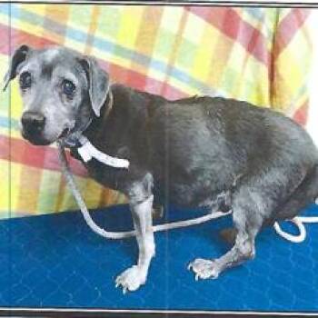 Charlie Center -  Dachshund Dog for Adoption in Ramona, California - Charlie Center | PetCurious